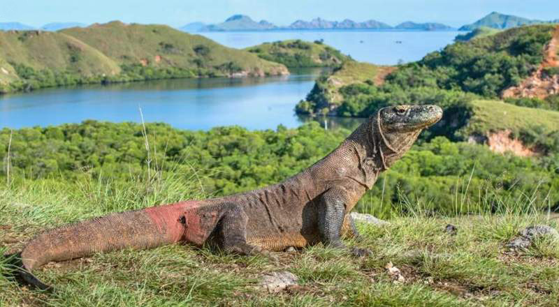 komodo