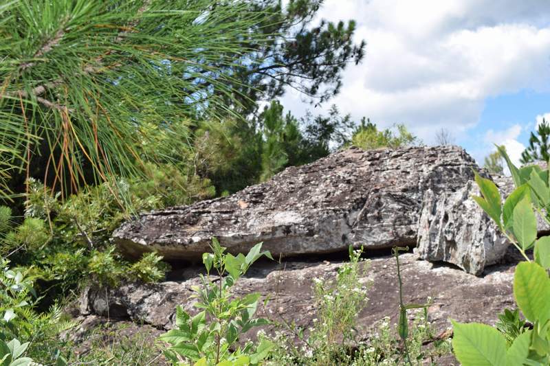 Lagarto de Piedra 1