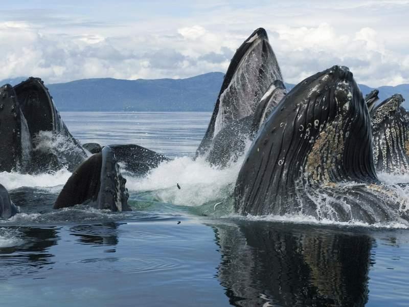 Ballenas Jorobadas