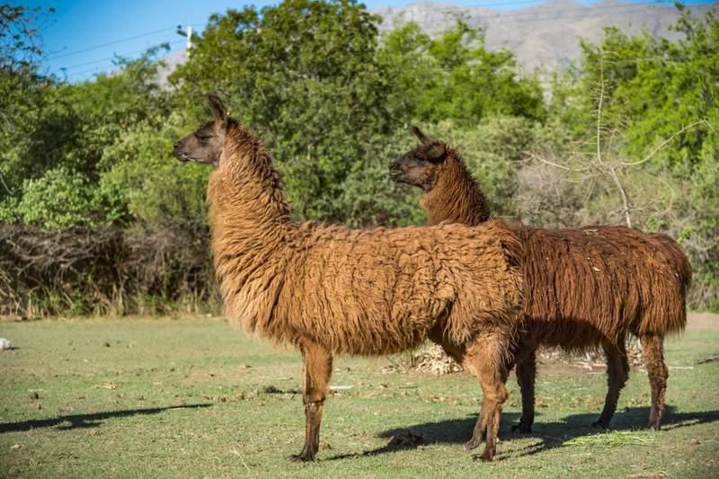 LLAMAS pucara san javier 12