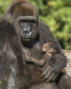 Busch_Gardens_Tampa_Baby_Gorilla_2014_01
