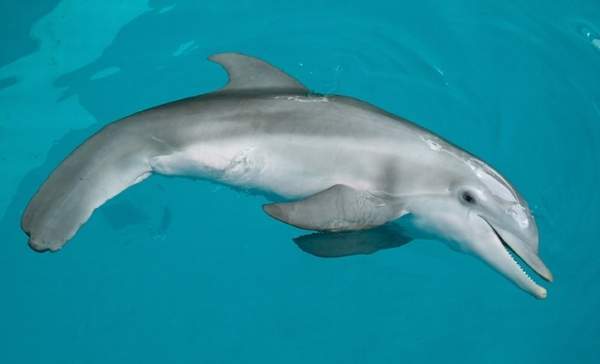 winter_delfin