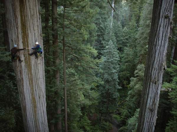 4.-Climbing-Redwoods