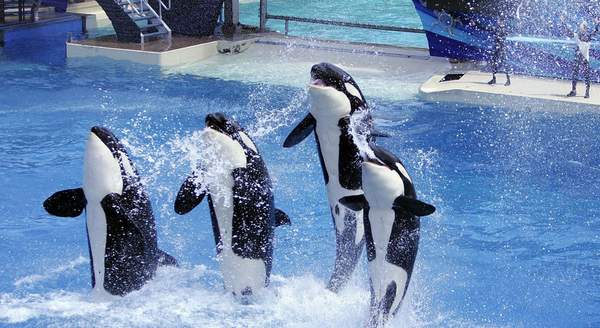 orcas