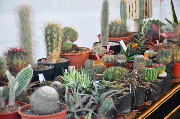 atlantida_jardin_3