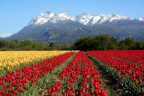 tulipan_esquel