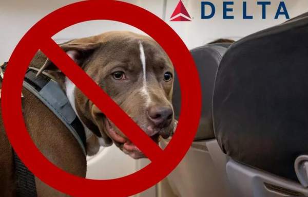 DELTAPITBULL